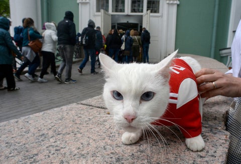 Aquiles, el gato del Hermitage convertido en uno de los oráculos del Mundial de Rusia
