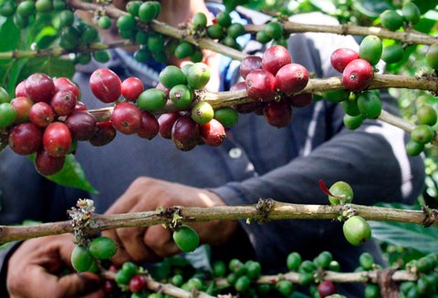 Un cafetero manipulando el grano en Risaralda