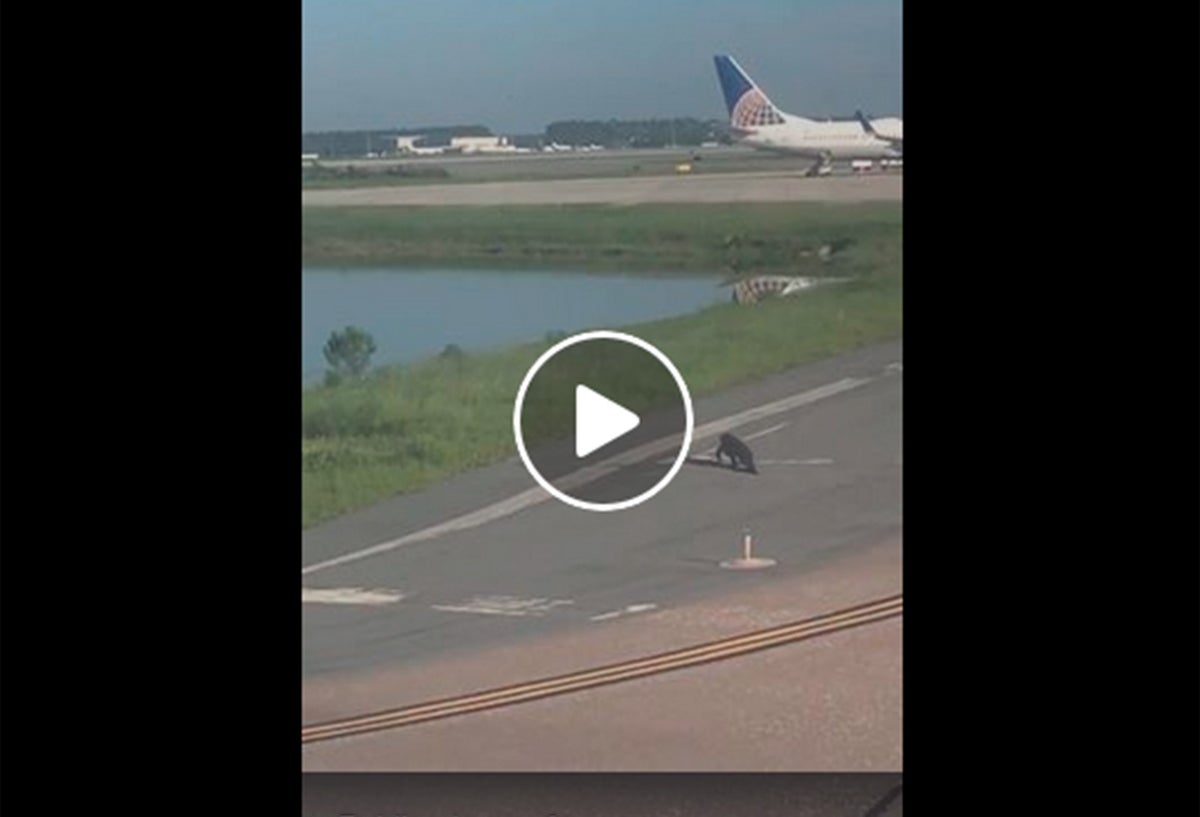 El caimán cruzando la pista en el aeropuerto de Orlando