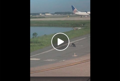 El caimán cruzando la pista en el aeropuerto de Orlando