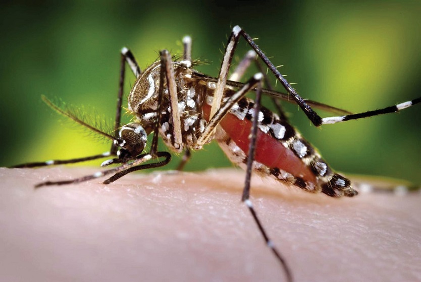 Más de 300 casos de dengue este año se registraron en Corozal, Sucre - La FM