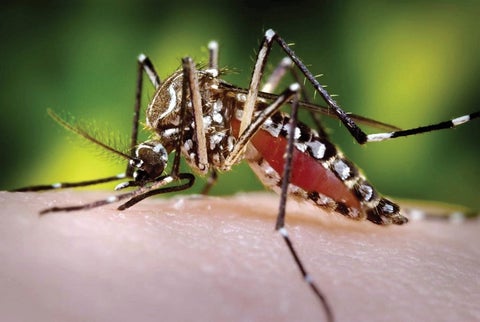 Dengue