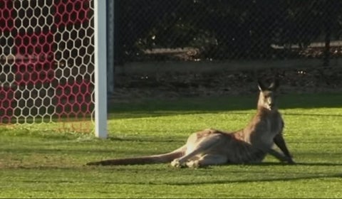 Canguro
