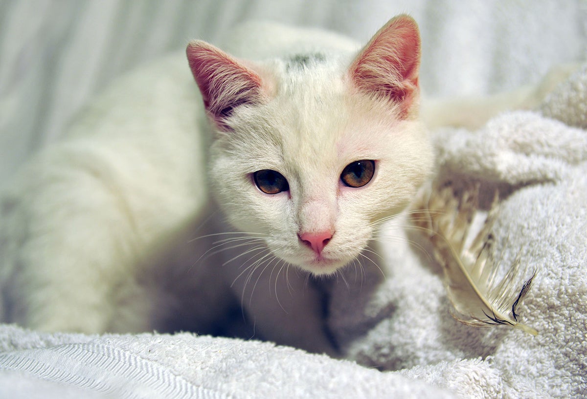 Gato blanco