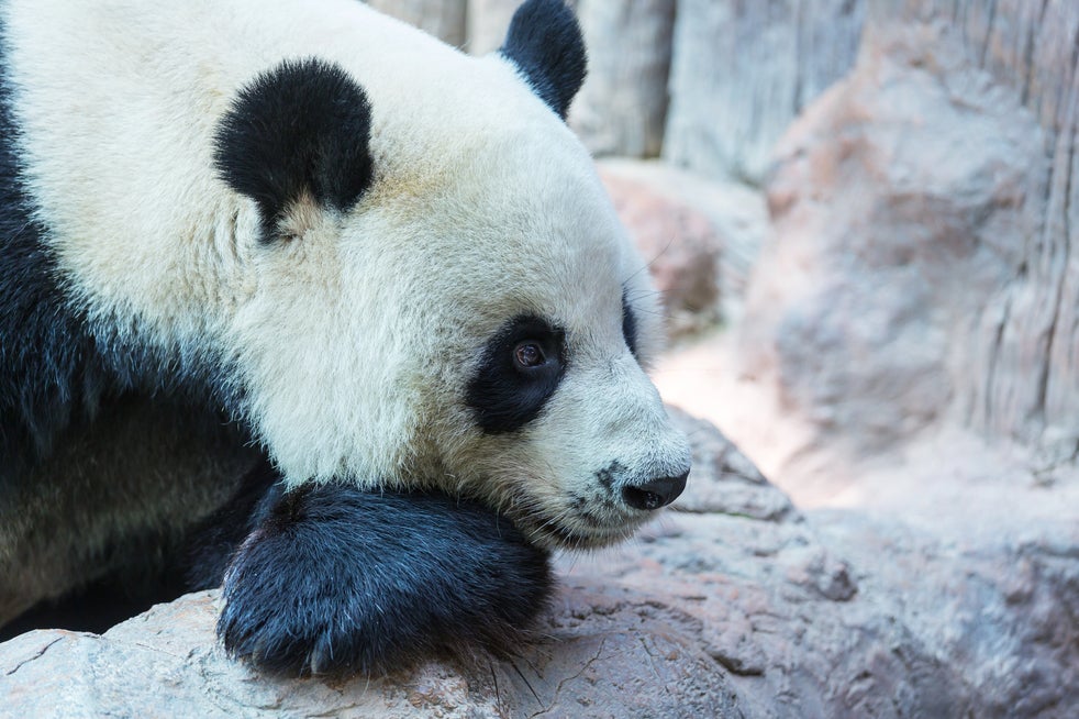 Oso panda