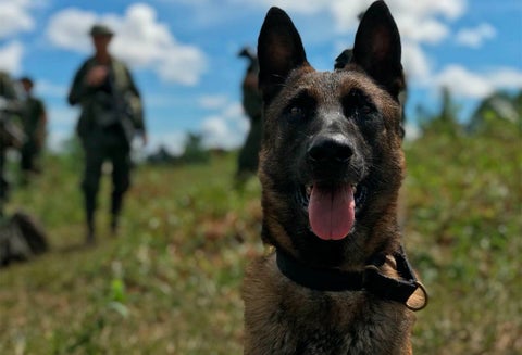 Killer, el perro antinarcóticos fallecido, despedido con honores