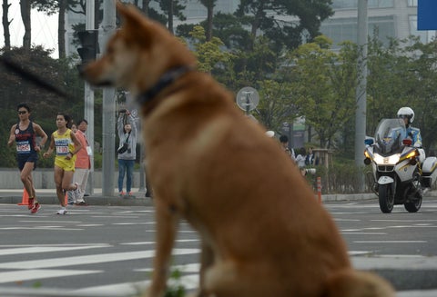 Los perros son incluidos en la dieta de los surcoreanos