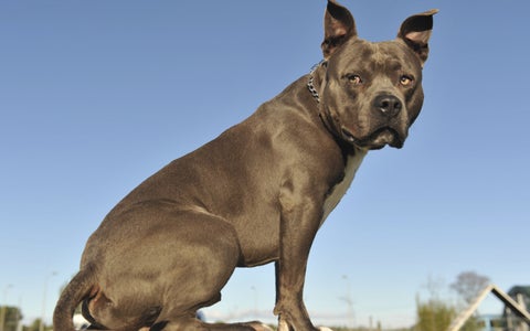 Imagen de referencia de un perro potencialmente peligroso