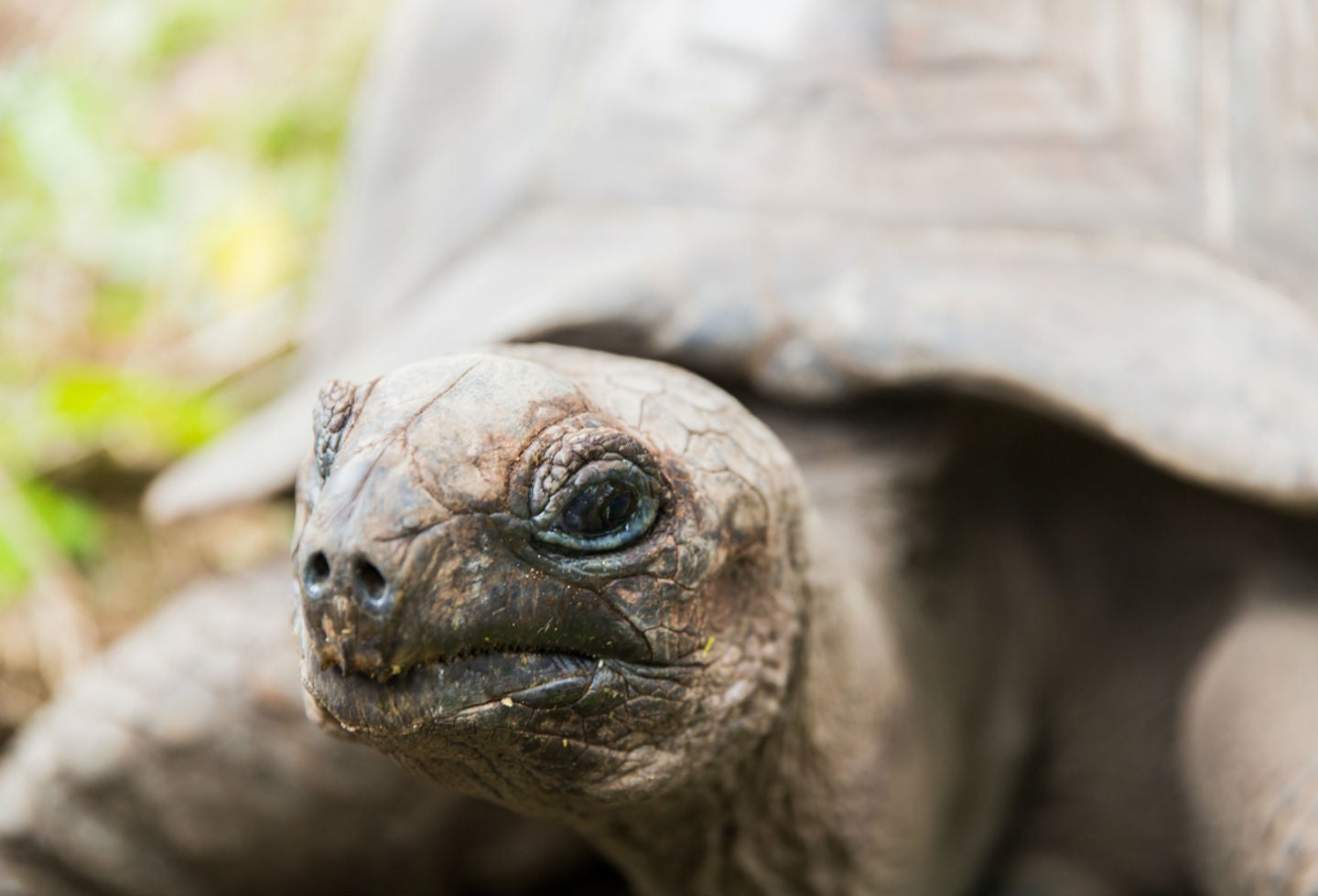 Tortugas, uno de los animales afectados por contaminación en el Océano