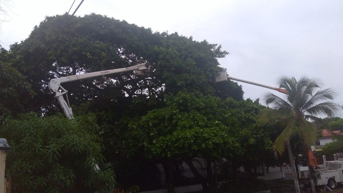 Caída de árbol sobre circuito eléctrico en Barranquilla