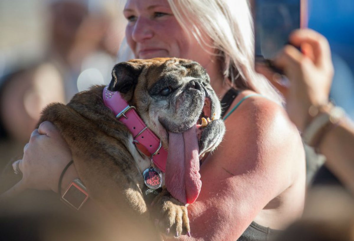 Son más de 4.000 los dispositivos que serán entregados gratuitamente en Bogotá