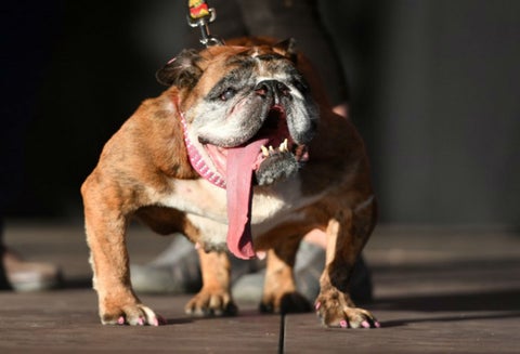 Zsa Zsa el perro más feo del mundo