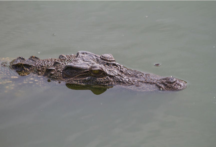 Cocodrilo