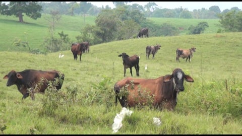 Las autoridades encontraron estas sustancias en el ganado.
