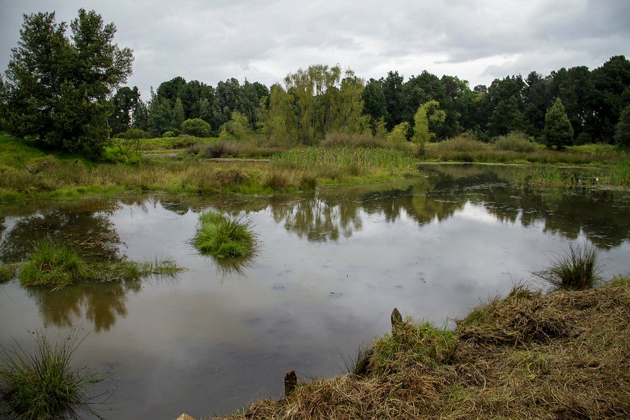 Humedal en Bogotá.