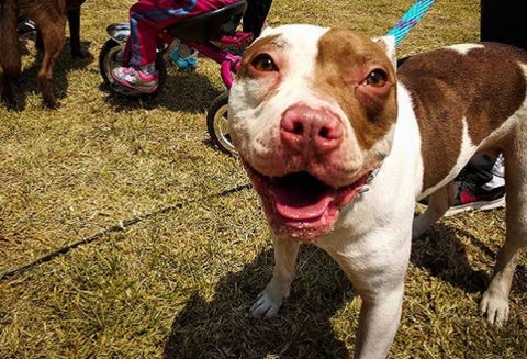 Perros potencialmente peligrosos