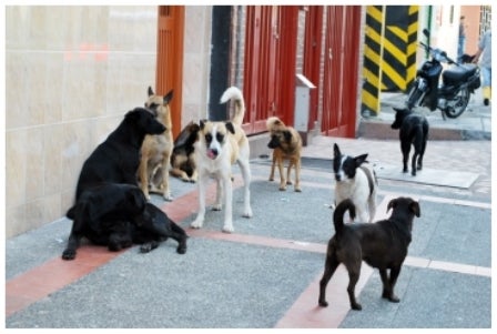 Perros callejeros en Pereira.