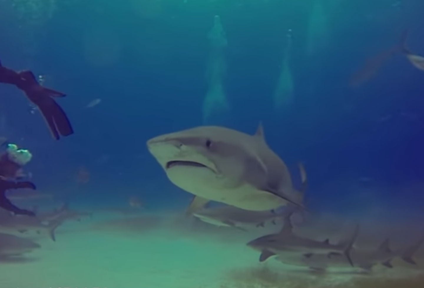 Tiburón estuvo al acechó de un surfista