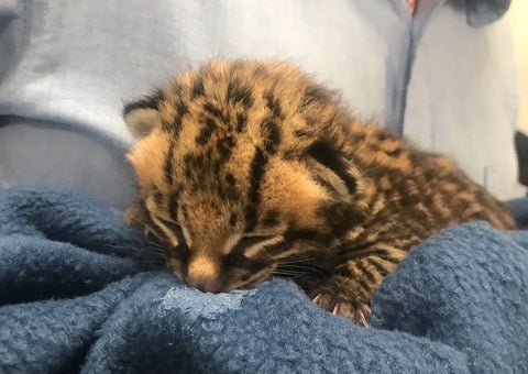 Logran recuperar leopardo cachorro en el municipio de Facatativá