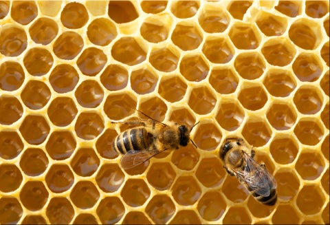Abejas.