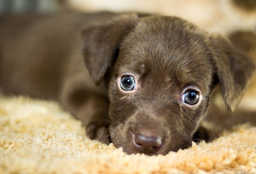 Perro cachorro