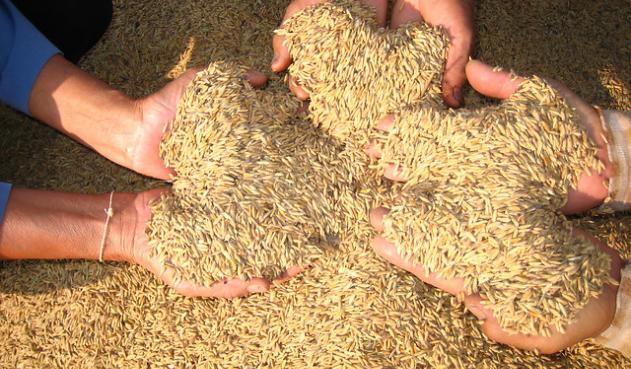 Preocupación por sistema de subsidios a importaciones arroceras provenientes de Ecuador