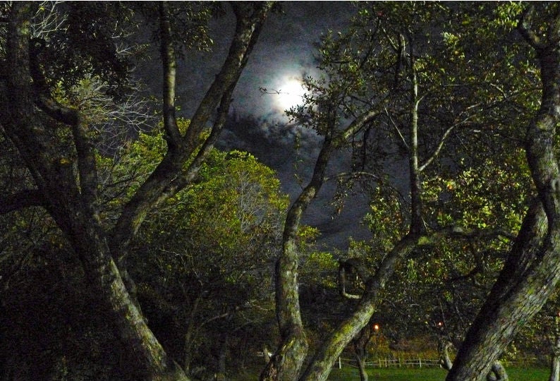 Bosque