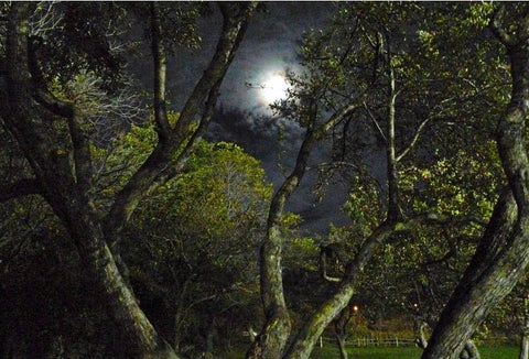 Bosque