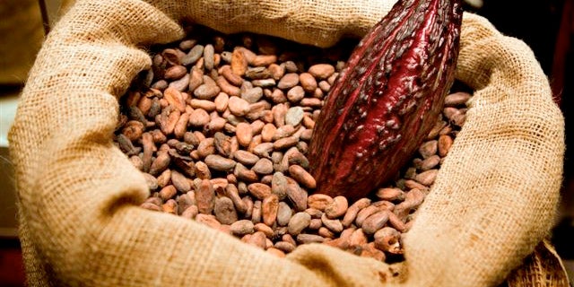 Producción de cacao afectada por las lluvias