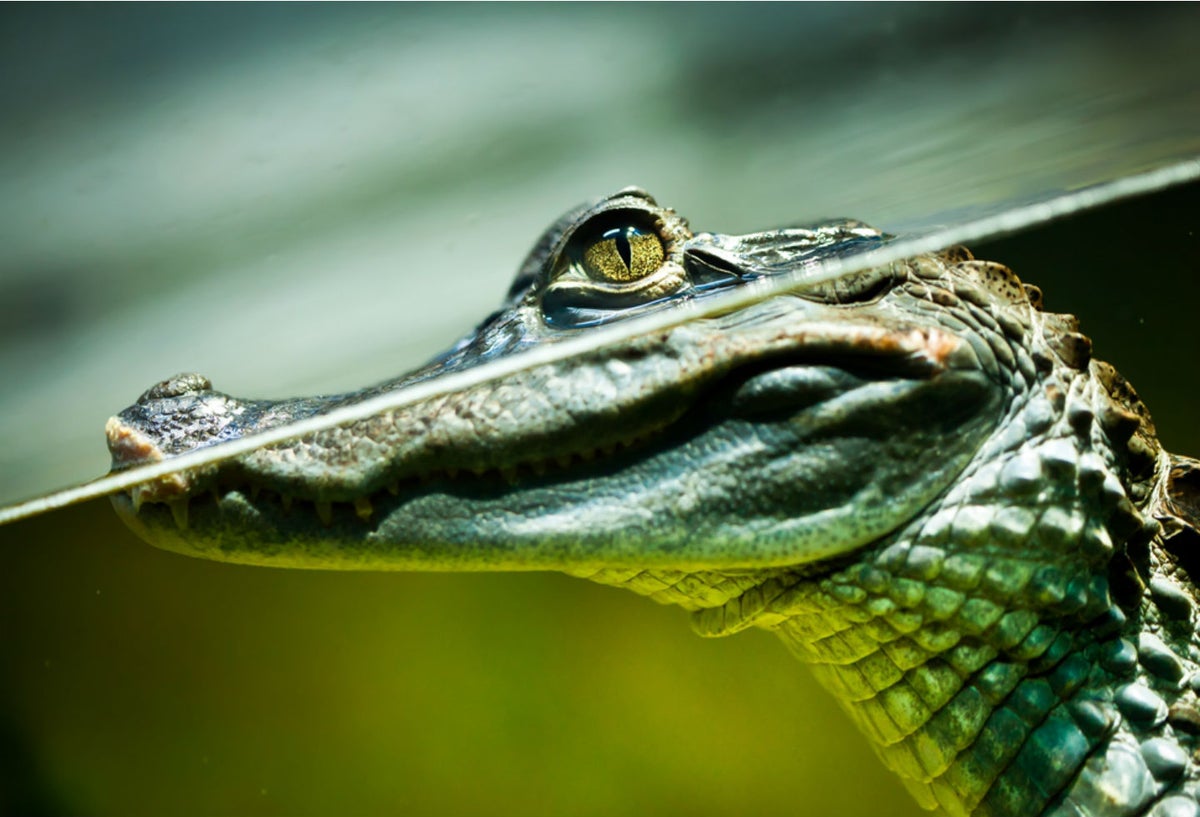 Cocodrilo