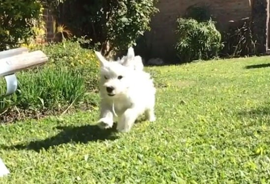 Perro 'Cuco'.