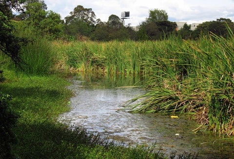 Humedal Santa María del Lago