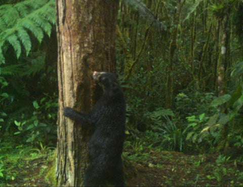 Oso de anteojos.