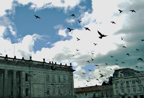 Palomas en la Plaza de Bolívar.