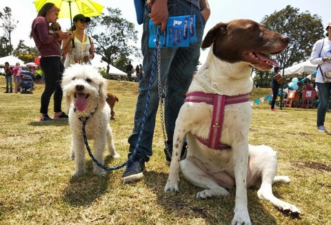 Parque para perros en Bogotá