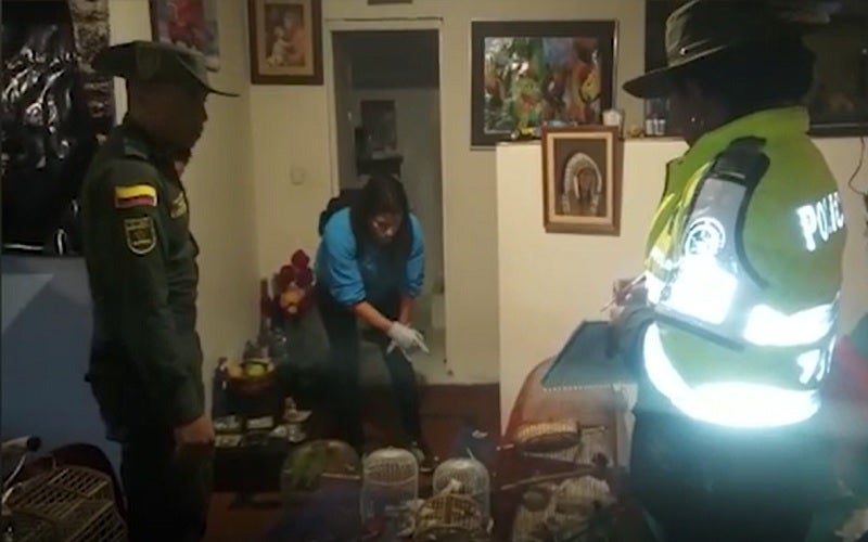 Incautación de aves silvestres al norte de Bogotá