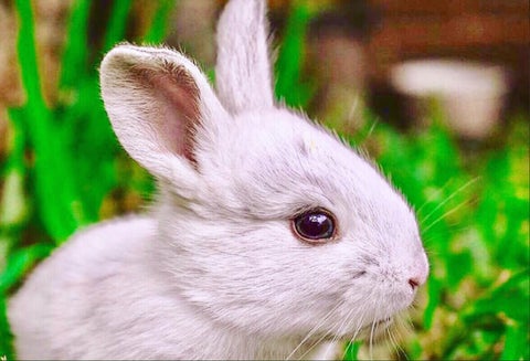 Testeo en animales