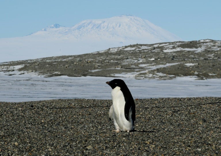 Un pingüino en el Estrecho de McMurdo en la Antártida.