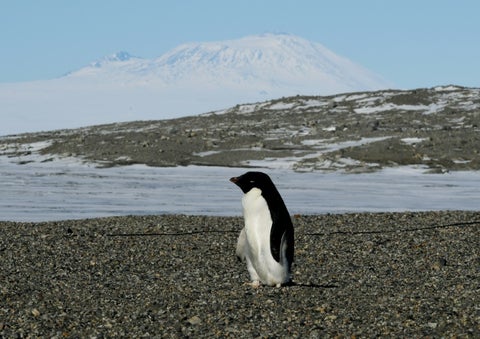 Un pingüino en el Estrecho de McMurdo en la Antártida.