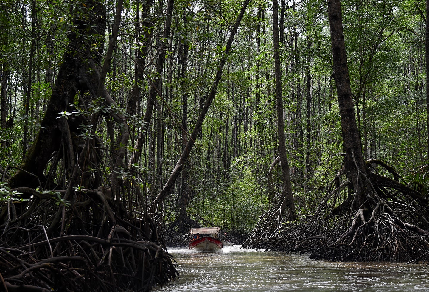 Esta es la imagen de los bosques de manglares en Tumaco (Nariño).