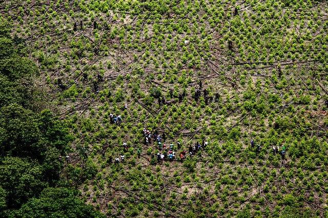 Cultivo de coca