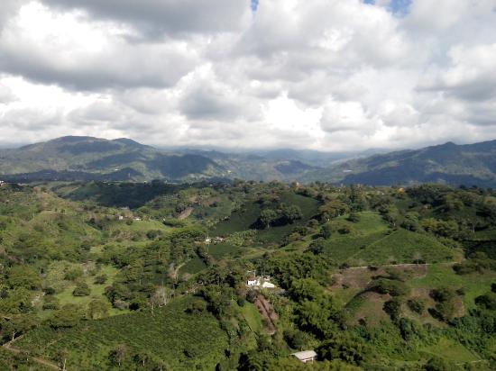 Cultivos en el Departamento del Quindío