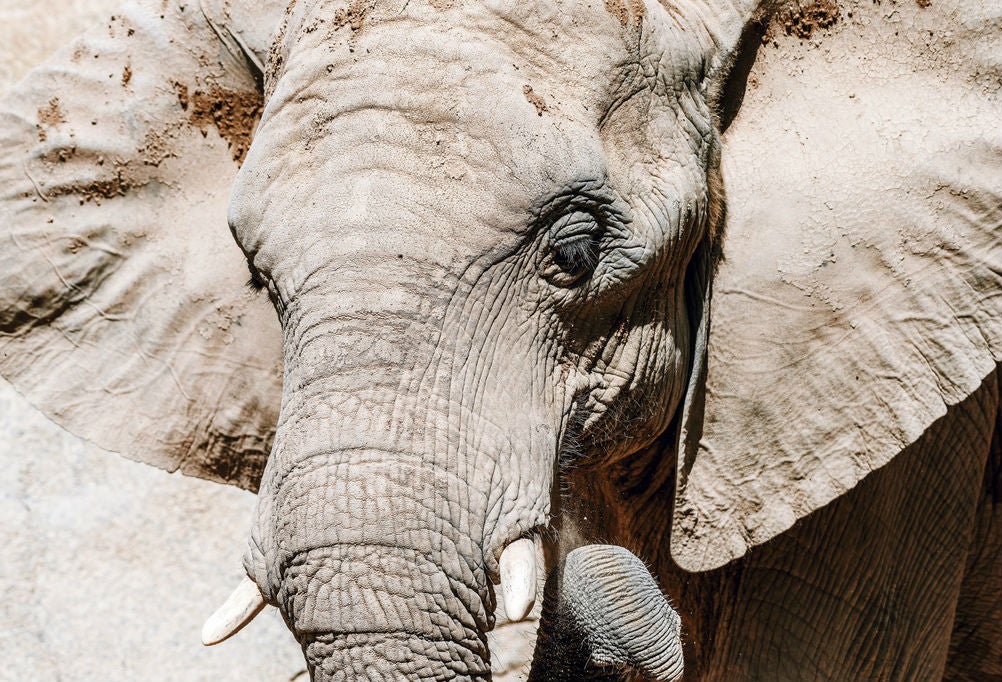 Elefante
