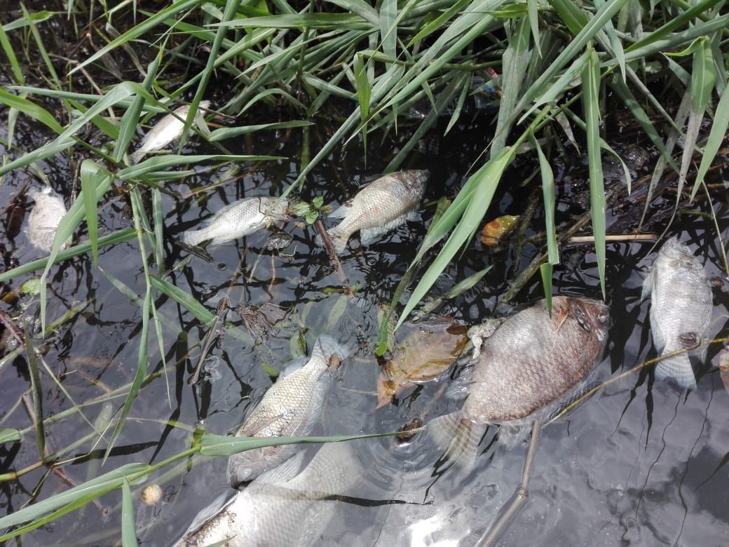 Pescadores los entierran en fosas comunes