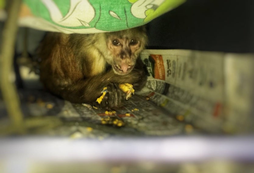 El mono langur fue atacado por los seis sujetos.