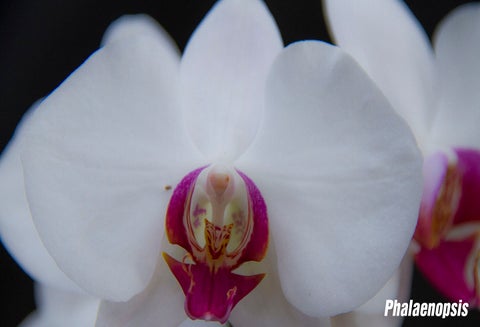Orquídea Phalaenopsis