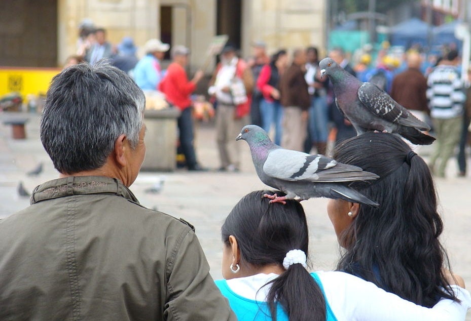 Palomas en la Plaza de Bolívar