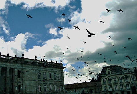 Palomas en la Plaza de Bolívar