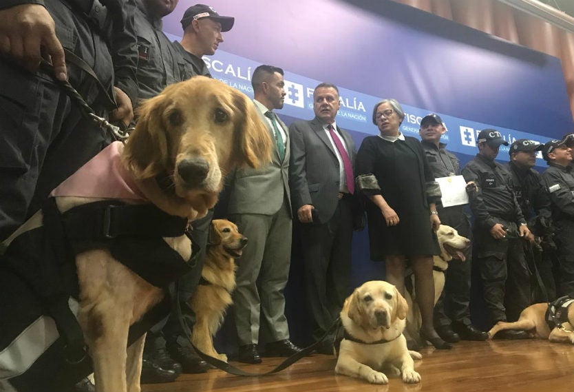 Condecoración a perritos