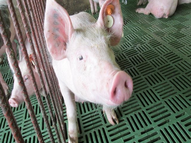 Cerdos